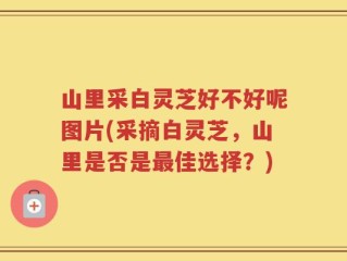 山里采白灵芝好不好呢图片(采摘白灵芝，山里是否是最佳选择？)
