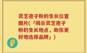 灵芝孢子粉的生长位置图片(「揭示灵芝孢子粉的生长地点，助你更好地选择品牌」)