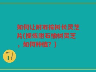 如何让附石榆树长灵芝片(提炼附石榆树灵芝，如何种植？)
