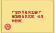 广东野白色灵芝菌(广东发现白色灵芝：价值待挖掘)