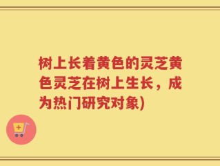 树上长着黄色的灵芝黄色灵芝在树上生长，成为热门研究对象)