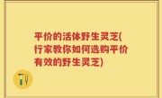 平价的活体野生灵芝(行家教你如何选购平价有效的野生灵芝)