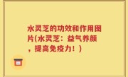 水灵芝的功效和作用图片(水灵芝：益气养颜，提高免疫力！)