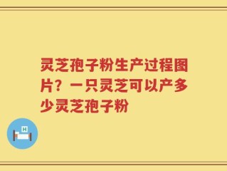 灵芝孢子粉生产过程图片？一只灵芝可以产多少灵芝孢子粉