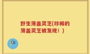 野生薄盖灵芝(珍稀的薄盖灵芝被发现！)