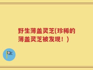 野生薄盖灵芝(珍稀的薄盖灵芝被发现！)
