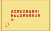 紫灵芝有灵芝三萜吗？长白山灵芝三萜高达多少
