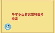 千年小山有灵芝吗图片欣赏