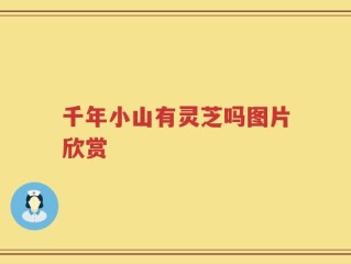 千年小山有灵芝吗图片欣赏