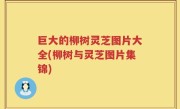 巨大的柳树灵芝图片大全(柳树与灵芝图片集锦)