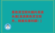 黑色灵芝照片图片高清头像(高清黑色灵芝照片，精美头像珍藏！)
