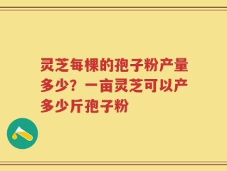 灵芝每棵的孢子粉产量多少？一亩灵芝可以产多少斤孢子粉