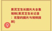 黑灵芝生长图片大全集视频(黑灵芝生长记录：完整的图片与视频回顾)