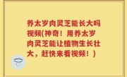养太岁肉灵芝能长大吗视频(神奇！用养太岁肉灵芝能让植物生长壮大，赶快来看视频！)