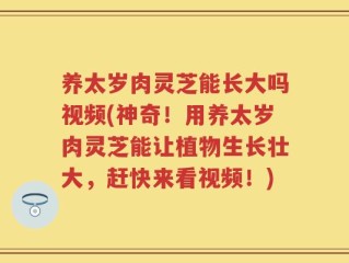 养太岁肉灵芝能长大吗视频(神奇！用养太岁肉灵芝能让植物生长壮大，赶快来看视频！)