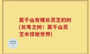 莫干山有棵长灵芝的树(长寿之树！莫干山灵芝木惊艳世界)