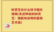 树灵芝长什么样子图片视频(走近神秘的树灵芝：细腻如涂鸦的菌类艺术品)