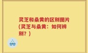 灵芝和桑黄的区别图片(灵芝与桑黄：如何辨别？)