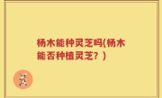 杨木能种灵芝吗(杨木能否种植灵芝？)