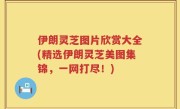 伊朗灵芝图片欣赏大全(精选伊朗灵芝美图集锦，一网打尽！)