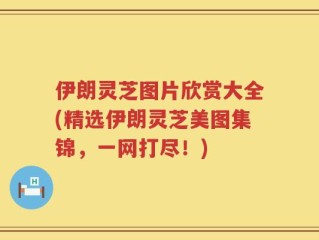 伊朗灵芝图片欣赏大全(精选伊朗灵芝美图集锦，一网打尽！)