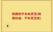 陕西的千年肉灵芝(陕西珍品：千年灵芝肉)