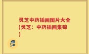 灵芝中药插画图片大全(灵芝：中药插画集锦)