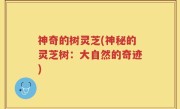 神奇的树灵芝(神秘的灵芝树：大自然的奇迹)
