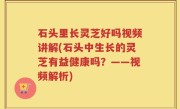 石头里长灵芝好吗视频讲解(石头中生长的灵芝有益健康吗？——视频解析)