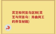 灵芝和何首乌区别(灵芝与何首乌：异曲同工的养生秘籍)