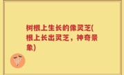 树根上生长的像灵芝(根上长出灵芝，神奇景象)