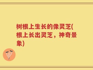 树根上生长的像灵芝(根上长出灵芝，神奇景象)