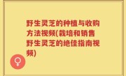 野生灵芝的种植与收购方法视频(栽培和销售野生灵芝的绝佳指南视频)