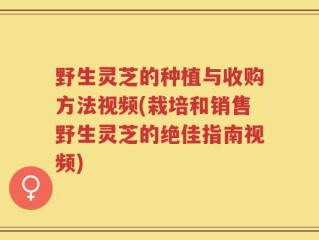 野生灵芝的种植与收购方法视频(栽培和销售野生灵芝的绝佳指南视频)