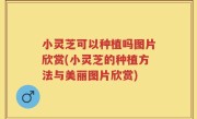 小灵芝可以种植吗图片欣赏(小灵芝的种植方法与美丽图片欣赏)