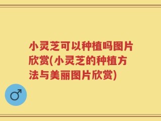小灵芝可以种植吗图片欣赏(小灵芝的种植方法与美丽图片欣赏)