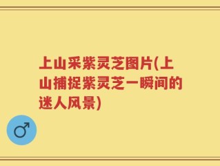 上山采紫灵芝图片(上山捕捉紫灵芝一瞬间的迷人风景)