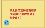 颍上县灵芝种植面积多少亩(颍上县种植灵芝多少亩？)