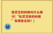 像灵芝的树根叫什么根子(“似灵芝般的树根”有哪些名称？)