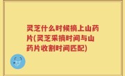灵芝什么时候摘上山药片(灵芝采摘时间与山药片收割时间匹配)