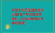 中堂千年灵芝图片高清大图(堂千年灵芝高清图片，让你近距离欣赏神奇灵草)