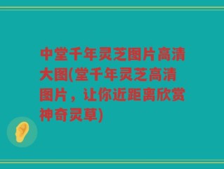 中堂千年灵芝图片高清大图(堂千年灵芝高清图片，让你近距离欣赏神奇灵草)