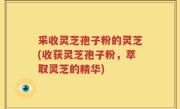 采收灵芝孢子粉的灵芝(收获灵芝孢子粉，萃取灵芝的精华)