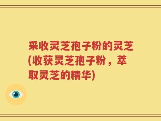 采收灵芝孢子粉的灵芝(收获灵芝孢子粉，萃取灵芝的精华)