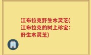 江布拉克野生木灵芝(江布拉克的树上珍宝：野生木灵芝)