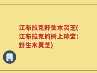 江布拉克野生木灵芝(江布拉克的树上珍宝：野生木灵芝)