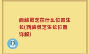 西藏灵芝在什么位置生长(西藏灵芝生长位置详解)