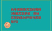 关于安徽采灵芝的视频(安徽灵芝采摘：探秘灵芝的生长环境与采摘技巧)