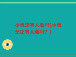 小灵芝有人收吗(小灵芝还有人要吗？)