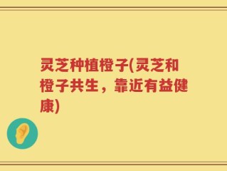 灵芝种植橙子(灵芝和橙子共生，靠近有益健康)
